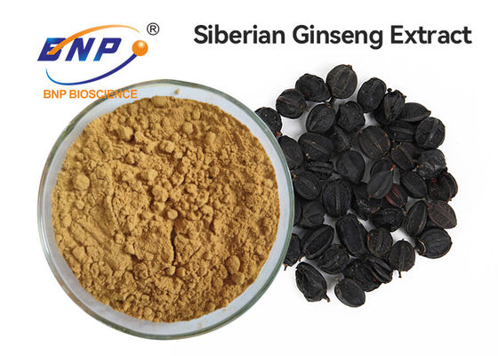 نمونه رایگان پودر عصاره ریشه جینسینگ سیبری Eleuthero Extract