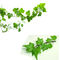 پودر عصاره برگ پیچک طبیعی عصاره هلیکس هدرا 10:1 یا 10 درصد هدراکوزید C