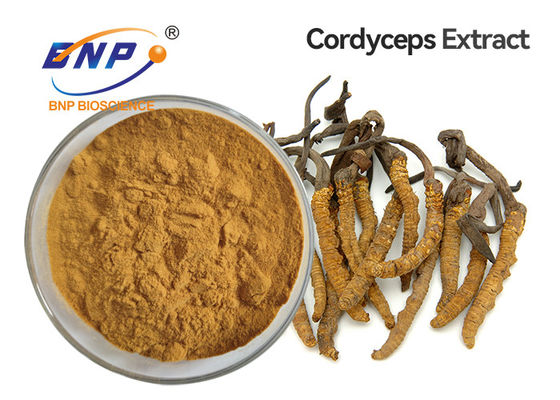 پودر عصاره قارچ زرد قهوه ای Cordyceps Sinensis Mycelium